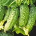 Краставица кавгаджия f1 описание и характеристика на сортове, особено отглеждането и снимки