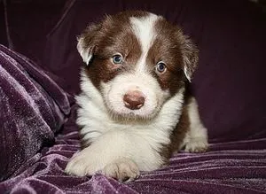 Leírás A kutya fajta border collie jellegű véleménye a tulajdonosok, videó