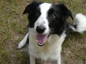 Leírás A kutya fajta border collie jellegű véleménye a tulajdonosok, videó