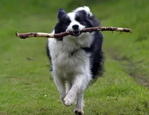 Leírás A kutya fajta border collie jellegű véleménye a tulajdonosok, videó