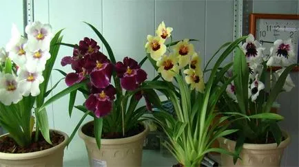 Miltonia Orchid - ellátás az otthoni és a kiültetés virág