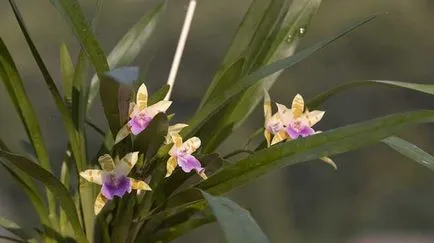 Miltonia Orchid - ellátás az otthoni és a kiültetés virág