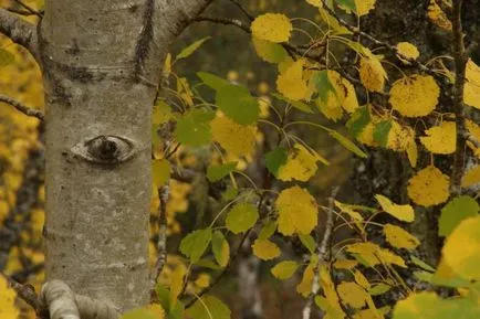 pari Aspen la colturi ca gardianul