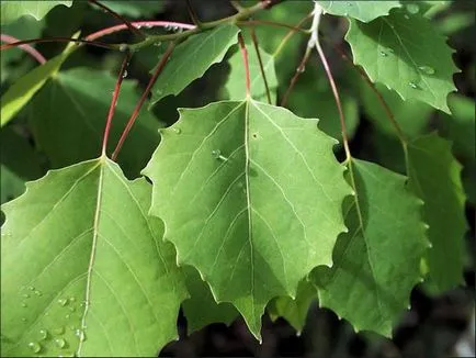 pari Aspen la colturi ca gardianul