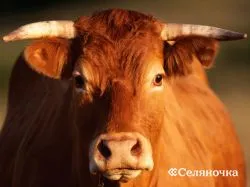 Caracteristici Inseminarea de vaci și juninci în complexe industriale - selyanochka - Portal pentru agricultori