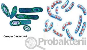 Formele de bază ale bacteriilor, structura lor, dimensiunea, motilitate, formarea de spori, reproducerea