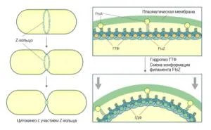 Основните форми на бактерии, тяхната структура, размер, мотилитет, образуване на спори, възпроизвеждане