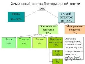 Az alapvető formái baktériumok, azok szerkezetét, méretét, motilitás, spóraképződés, reprodukciós