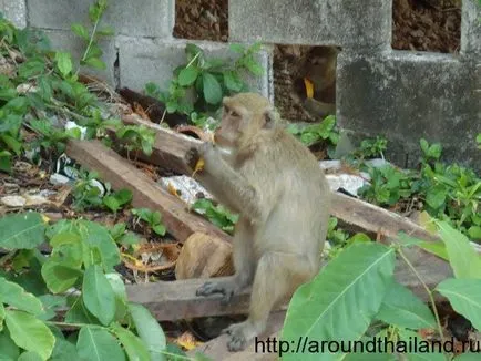 Insula Koh Lan (OSR) - una dintre cele mai mari insule din Thailanda (Koh Larn) - în jurul valorii de Tailanda