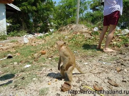 Island Koh Lan (OSR) - az egyik legnagyobb sziget Thaiföldön (Koh Larn) - körül Thaiföld