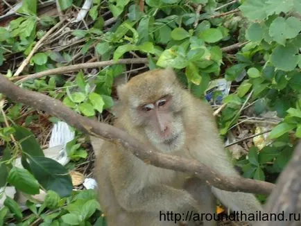 Island Koh Lan (OSR) - az egyik legnagyobb sziget Thaiföldön (Koh Larn) - körül Thaiföld