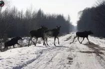 A megnyitó az őszi vadászati ​​2017 magyar régiók