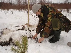 Vadászat róka télen