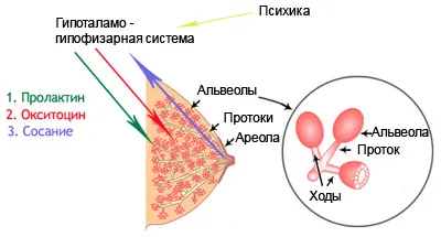 Стресът не е имал мляко