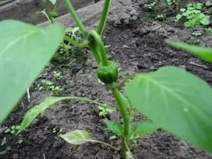 Хумус пипер, градина расте!