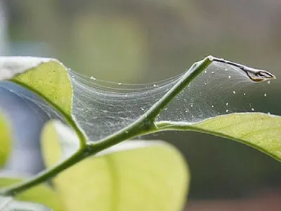 Acarieni pe houseplants cum să se ocupe