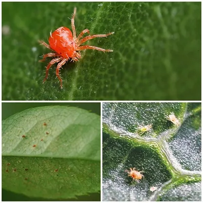 Acarieni pe houseplants cum să se ocupe