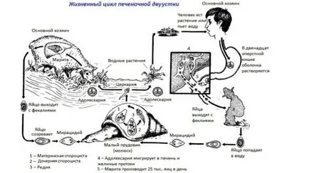 Чернодробната щастлива случайност при хора, причинява инфекция и методи за обезвреждане