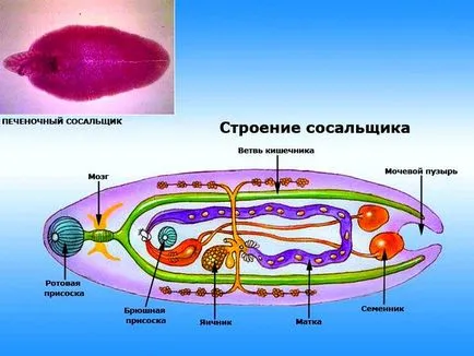 Чернодробната щастлива случайност при хора, причинява инфекция и методи за обезвреждане