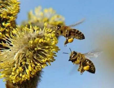 Apiary Савина пчелни продукти за третиране на онкологията