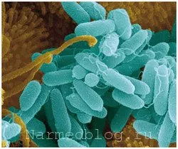 Pseudomonas aeruginosa - o descriere, calea de transmitere