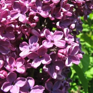 Semințe Lilac