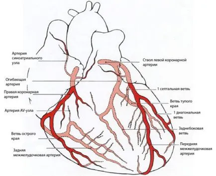 Szív bypass műtét vaszkuláris jelzések a műtét, uflebologa