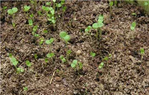 snapdragons mânuirea sabiei