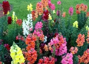 snapdragons mânuirea sabiei