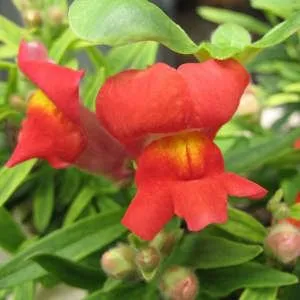 snapdragons mânuirea sabiei