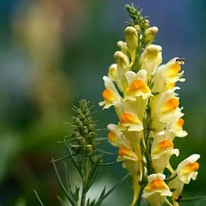 snapdragons mânuirea sabiei