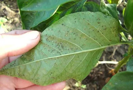 plantare piper și de îngrijire într-un teren deschis în Siberia și Urali