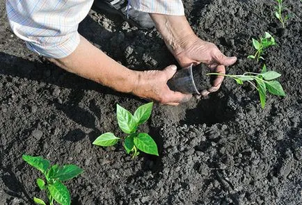 plantare piper și de îngrijire într-un teren deschis în Siberia și Urali