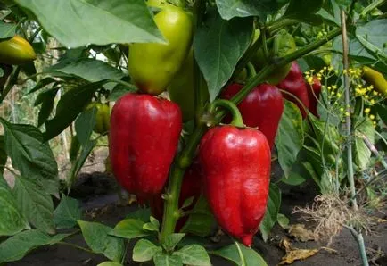 Pepper în Siberia când să planteze răsaduri, cele mai bune soiuri de reproducere Siberian, preparare a semințelor, timpul și