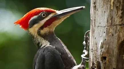 De ce ciocănitoarea numit doctorul de ce ciocănitoarea de pădure - Forest Dr.