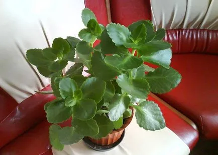 De ce frunzele de Kalanchoe restrang