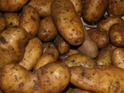Pregatirea tuberculi de cartofi pentru plantare