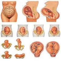 Позицията на детето в утробата преди раждането