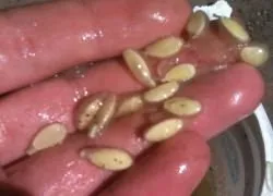 Получаване на семена от краставица