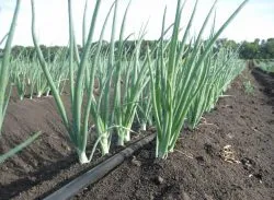 Udarea de usturoi într-un teren deschis cât de des, atunci când să se oprească