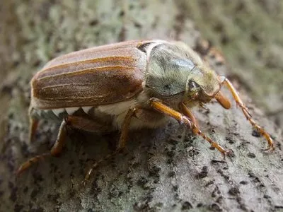 Ajuta la identificarea gândacul