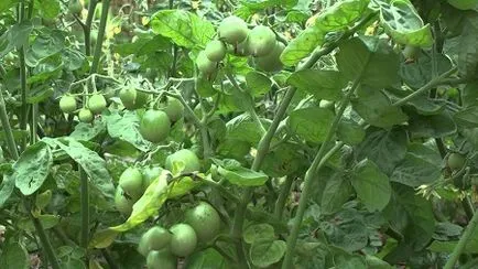 Tomate într-o seră zhiruyut ce să facă cu roșii în timpul de ungere a pielii