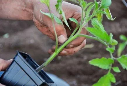 plantare de tomate și de îngrijire în câmp deschis