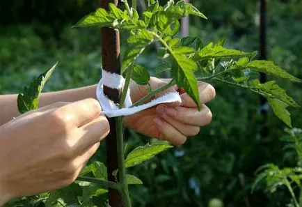 Домат засаждане и грижи в открито поле