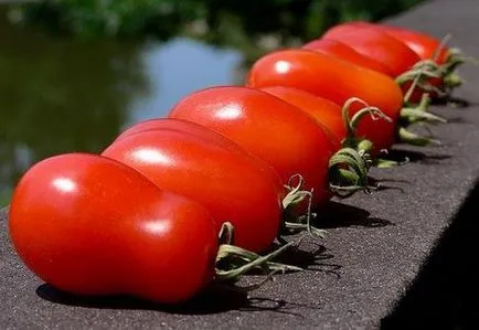 Tomate Petrushka descriere grădinar soiului și caracteristici, video și fotografii