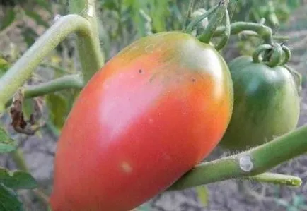 Tomate Petrushka descriere grădinar soiului și caracteristici, video și fotografii