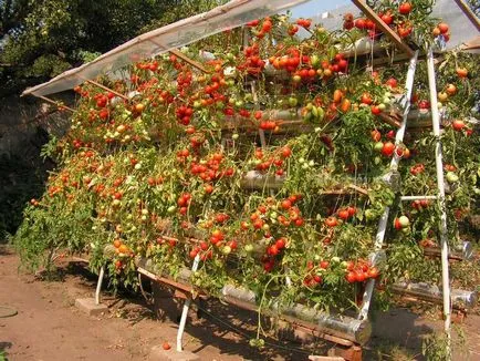 Чери домати отглеждане на открито място в градината си
