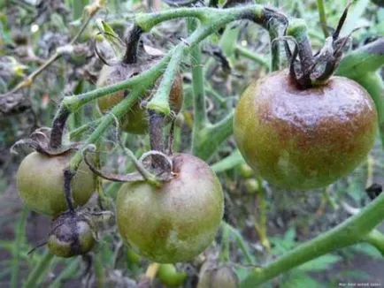 plantare de tomate și de îngrijire în câmp deschis