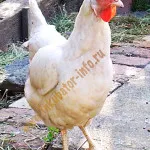Порода кокошки Брама