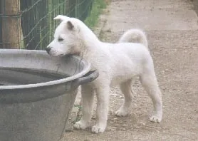 Rase de câini de vânătoare Kishu (Kishu)